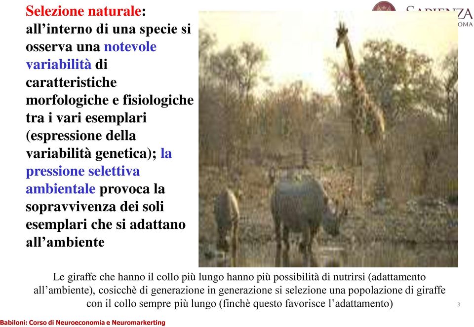 che si adattano all ambiente Le giraffe che hanno il collo più lungo hanno più possibilità di nutrirsi (adattamento all ambiente),