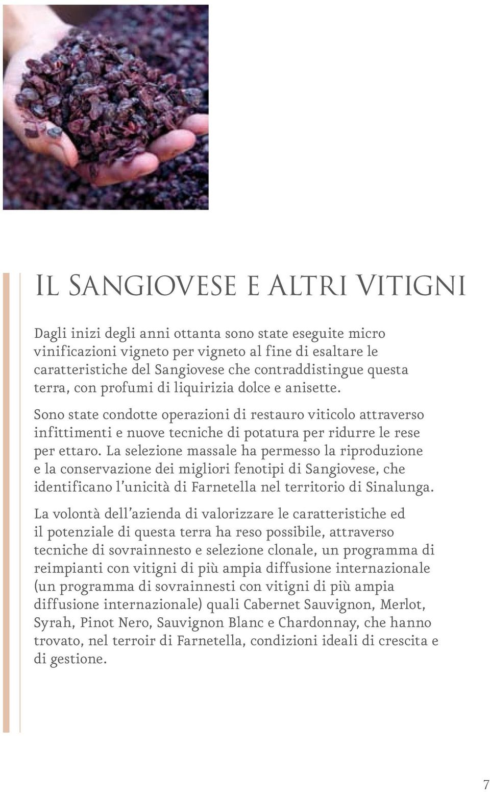 La selezione massale ha permesso la riproduzione e la conservazione dei migliori fenotipi di Sangiovese, che identificano l unicità di Farnetella nel territorio di Sinalunga.