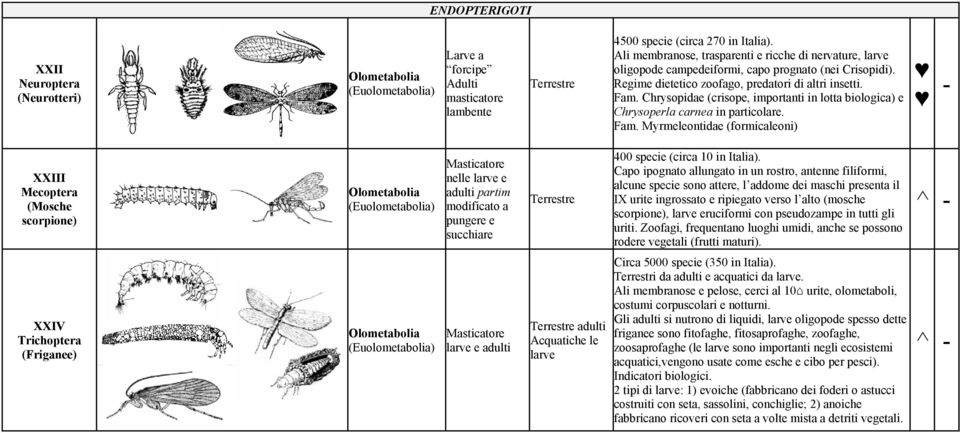 Chrysopidae (crisope, importanti in lotta biologica) e Chrysoperla carnea in particolare. Fam.