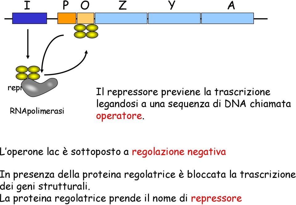 L operone lac è sottoposto a regolazione negativa In presenza della proteina