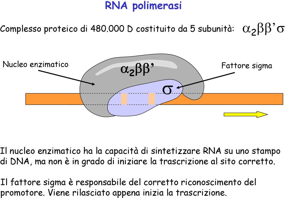 enzimatico ha la capacità di sintetizzare RNA su uno stampo di DNA, ma non è in grado di
