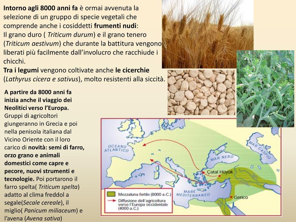 Tra i legumi vengono coltivate anche le cicerchie (Lathyrus cicera e sativus), molto resistenti alla siccità. A partire da 8000 anni fa inizia anche il viaggio dei Neolitici verso l Europa.