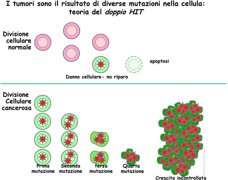 cellulare- no riparo Divisione Cellulare cancerosa Prima mutazione