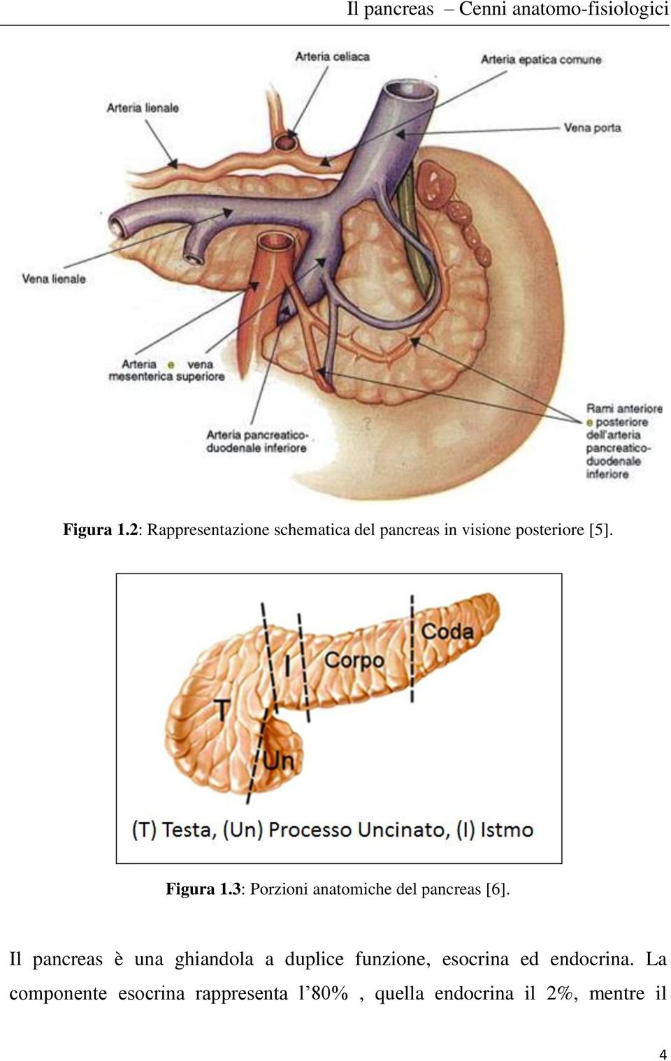 Figura 1.3: Porzioni anatomiche del pancreas [6].