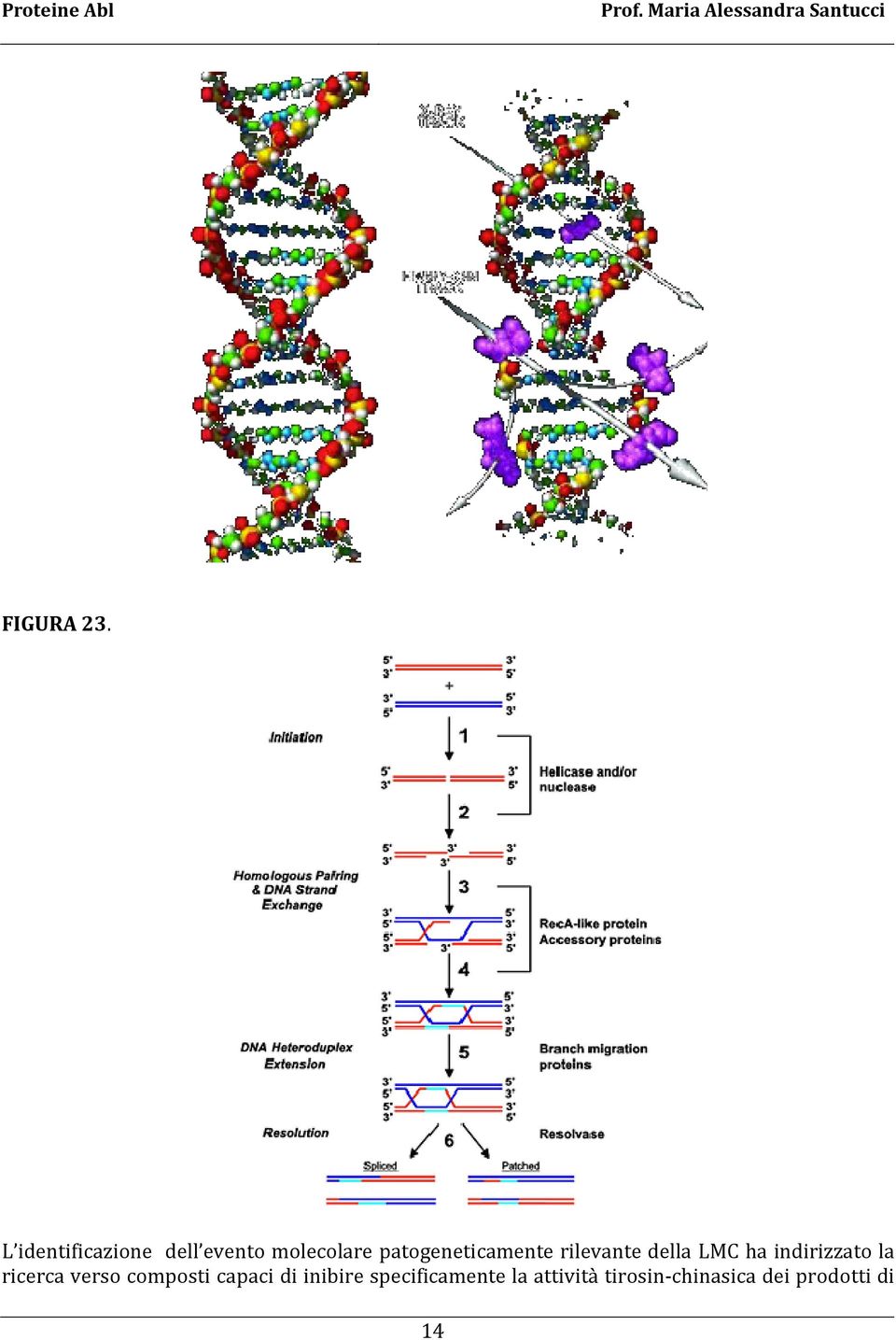 patogeneticamente rilevante della LMC ha indirizzato