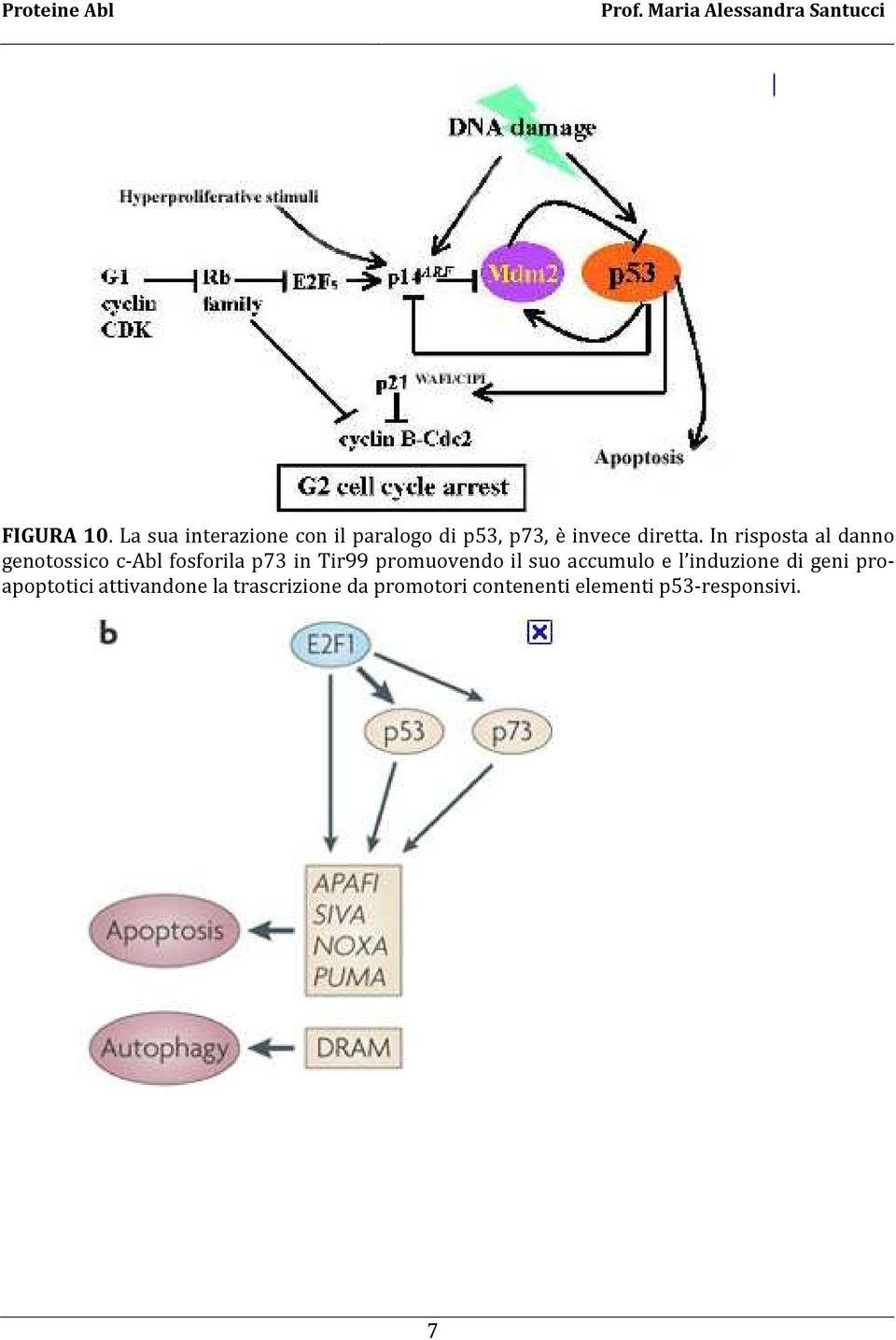 In risposta al danno genotossico c-abl fosforila p73 in Tir99