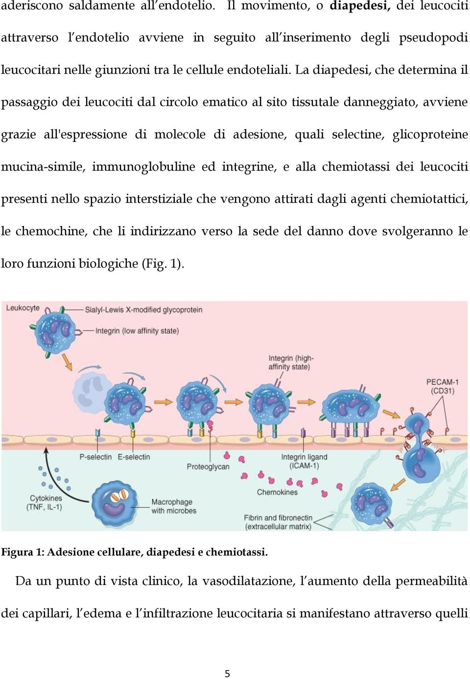 La diapedesi, che determina il passaggio dei leucociti dal circolo ematico al sito tissutale danneggiato, avviene grazie all'espressione di molecole di adesione, quali selectine, glicoproteine