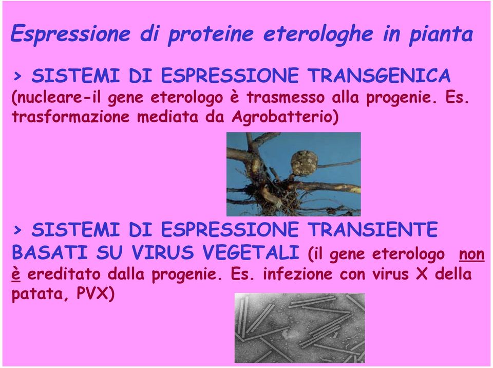 trasformazione mediata da Agrobatterio) > SISTEMI DI ESPRESSIONE TRANSIENTE BASATI