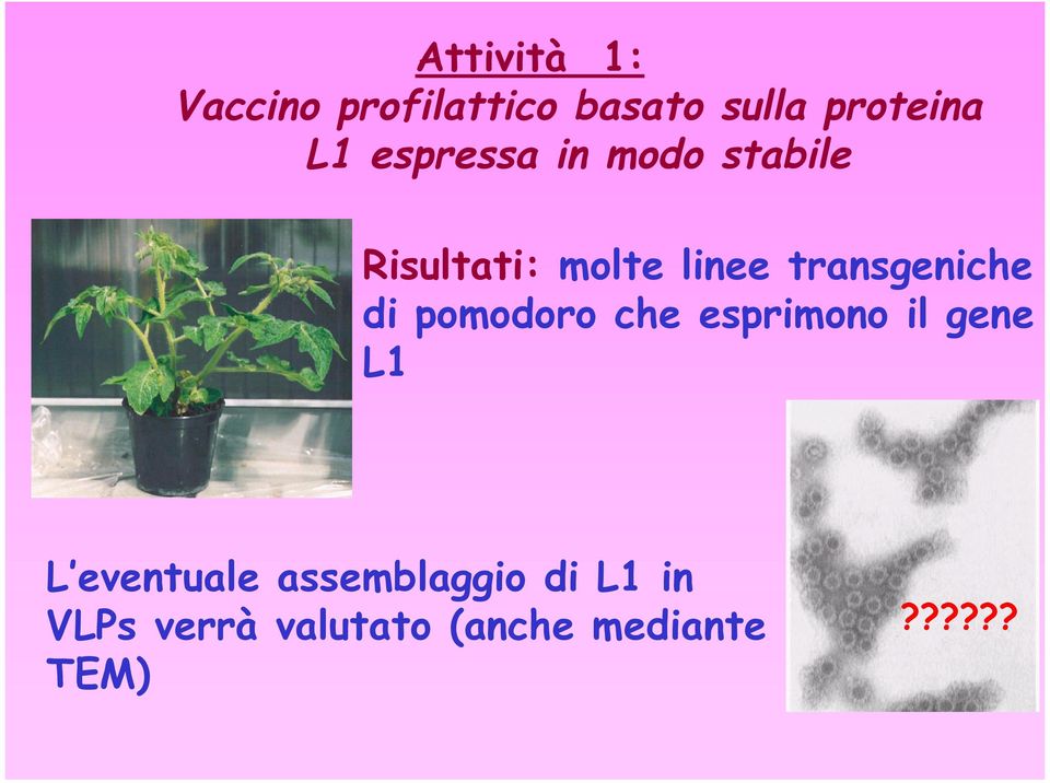 transgeniche di pomodoro che esprimono il gene L1 L