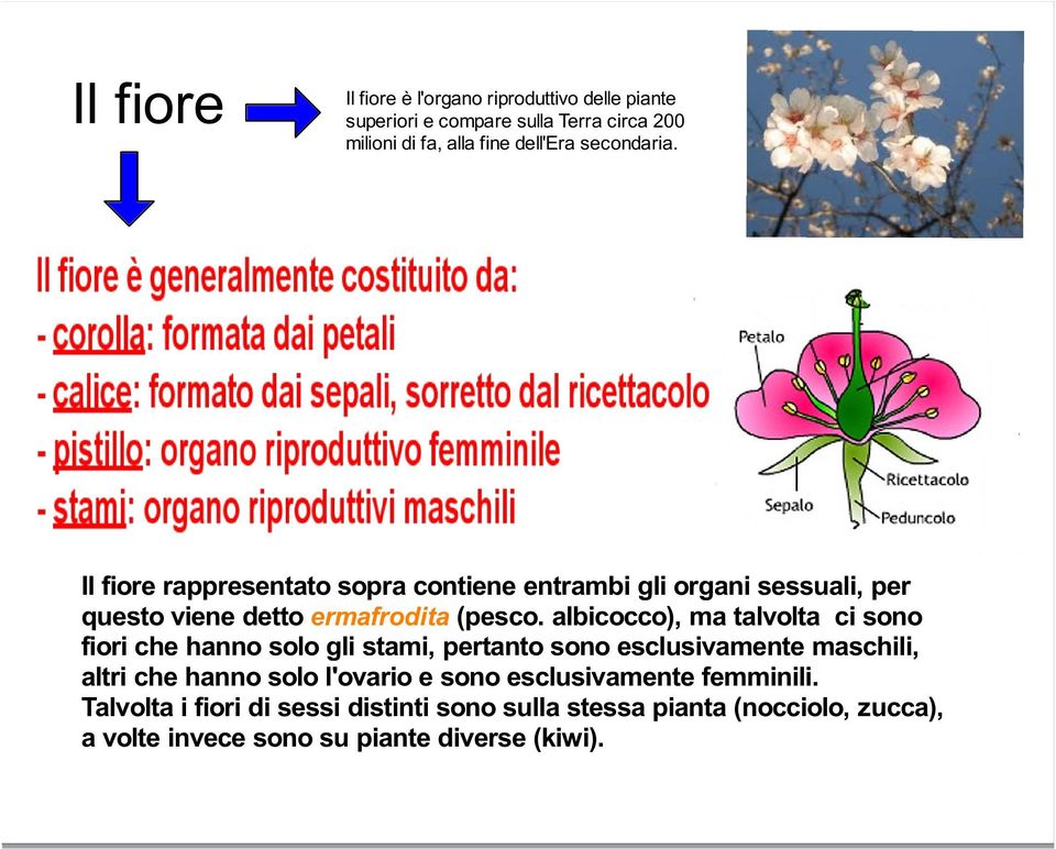 albicocco), ma talvolta ci sono fiori che hanno solo gli stami, pertanto sono esclusivamente maschili, altri che hanno solo l'ovario e