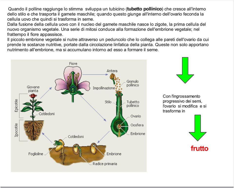 Una serie di mitosi conduce alla formazione dell'embrione vegetale; nel frattempo il fiore appassisce.
