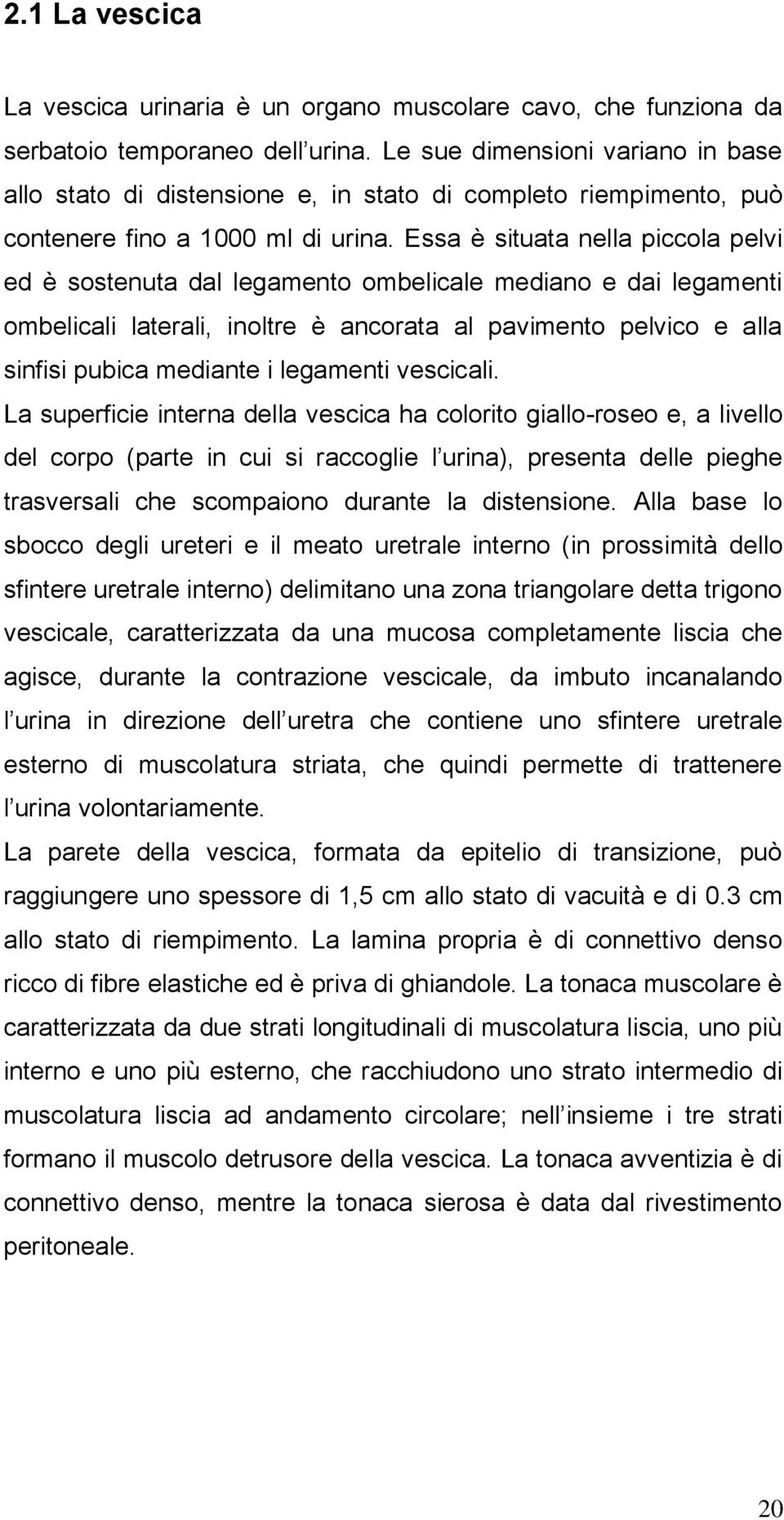 Essa è situata nella piccola pelvi ed è sostenuta dal legamento ombelicale mediano e dai legamenti ombelicali laterali, inoltre è ancorata al pavimento pelvico e alla sinfisi pubica mediante i