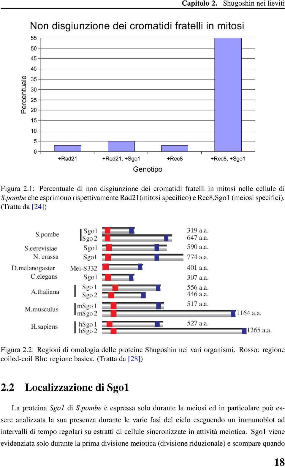 Rosso: regione coiled-coil Blu: regione basica. (Tratta da [28]) 2.2 Localizzazione di Sgo1 La proteina Sgo1 di S.