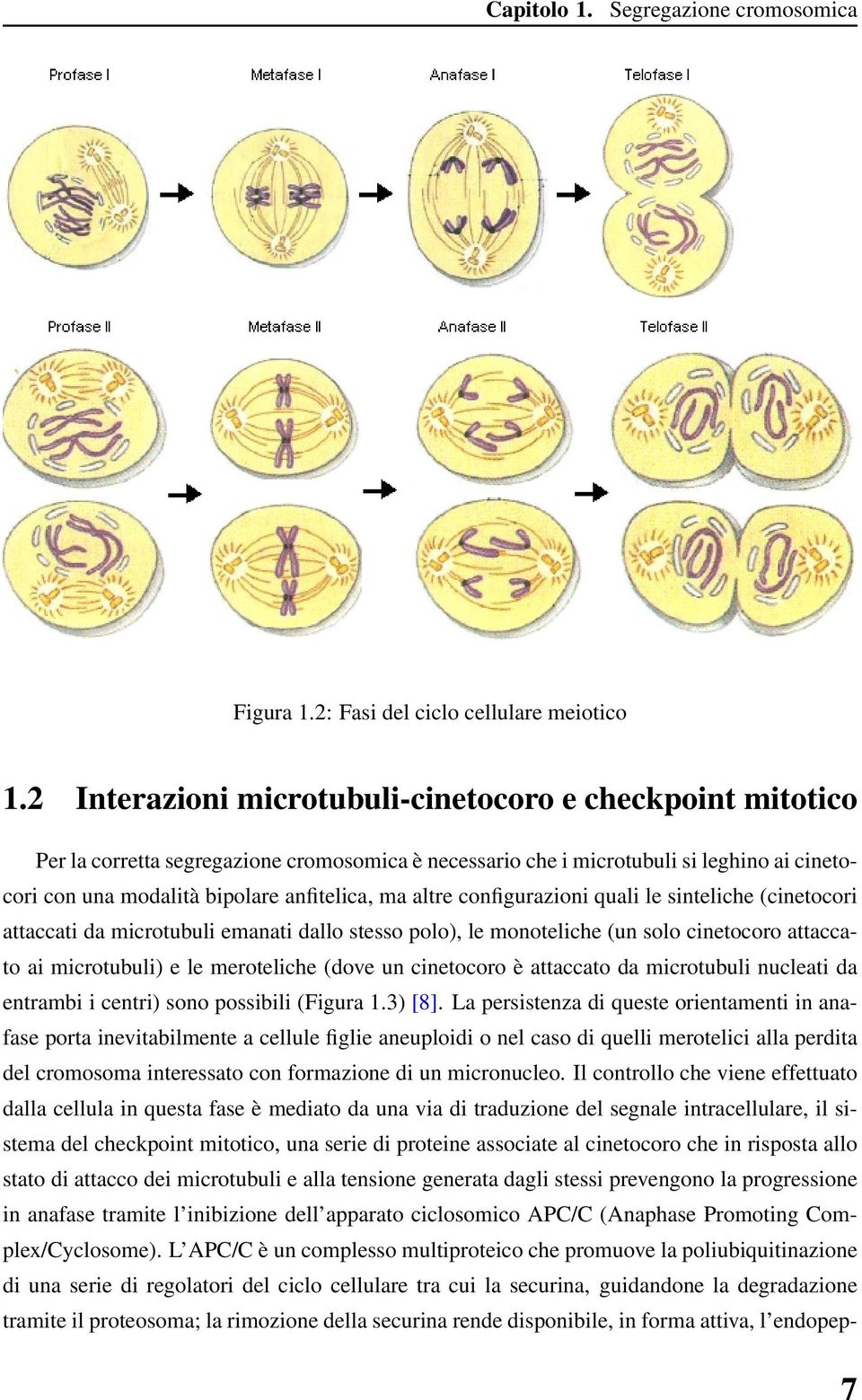 altre configurazioni quali le sinteliche (cinetocori attaccati da microtubuli emanati dallo stesso polo), le monoteliche (un solo cinetocoro attaccato ai microtubuli) e le meroteliche (dove un