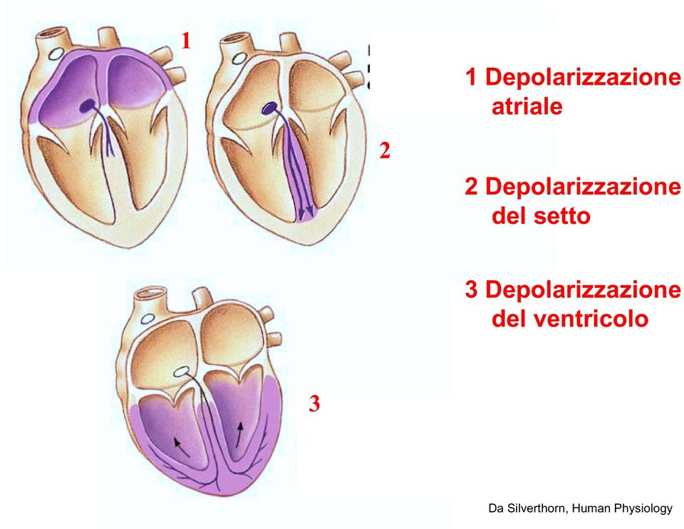 Depolarizzazione del ventricolo