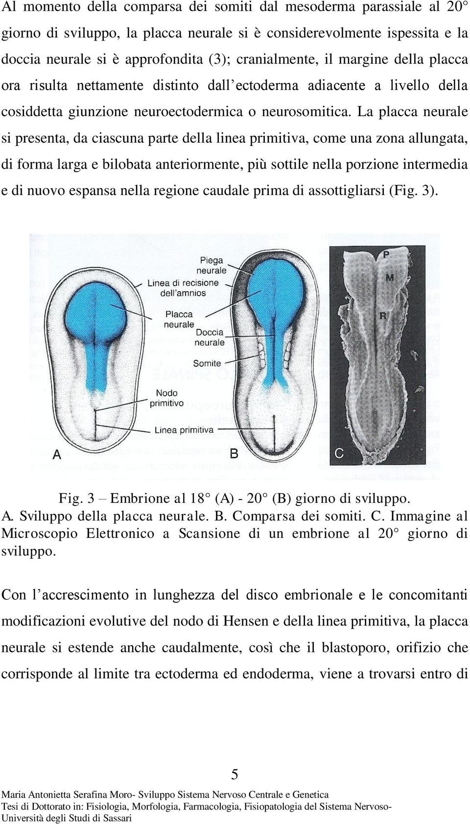 La placca neurale si presenta, da ciascuna parte della linea primitiva, come una zona allungata, di forma larga e bilobata anteriormente, più sottile nella porzione intermedia e di nuovo espansa