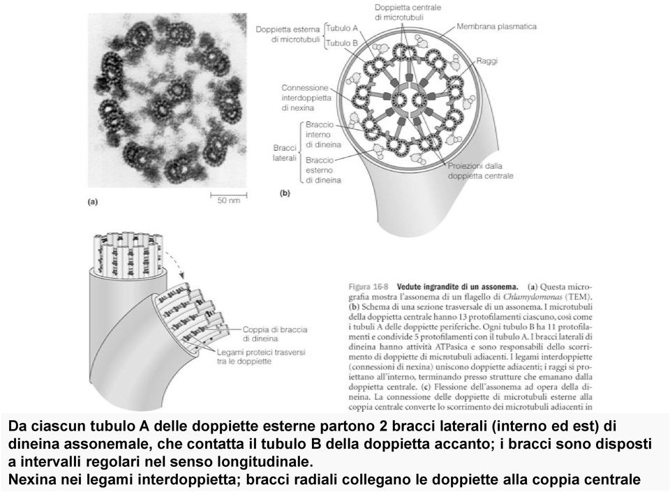 i bracci sono disposti a intervalli regolari nel senso longitudinale.