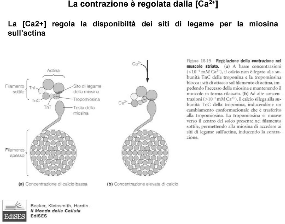 regola la disponibiltà dei