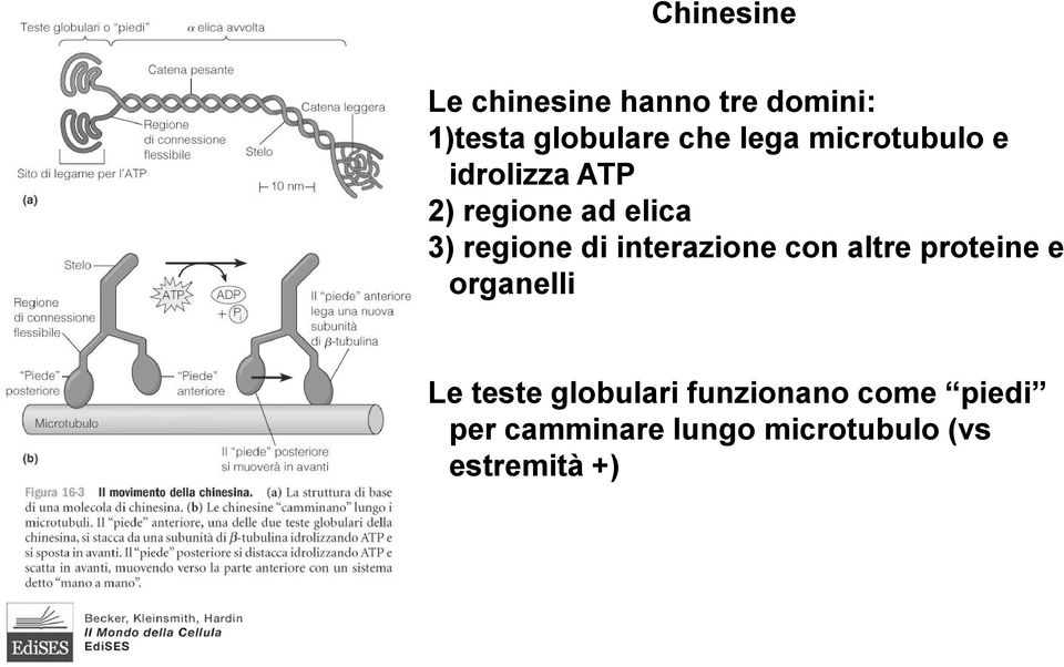 di interazione con altre proteine e organelli Le teste globulari