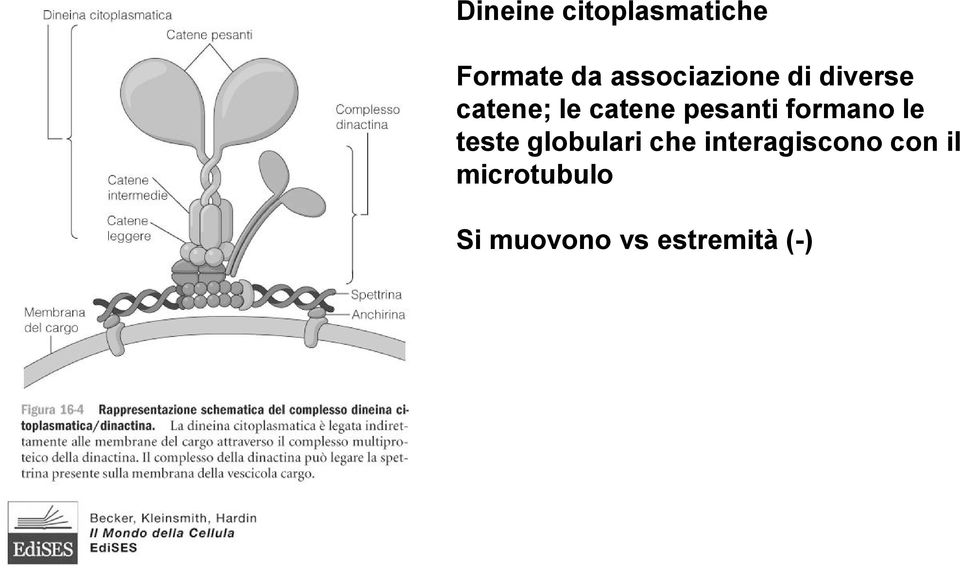 pesanti formano le teste globulari che