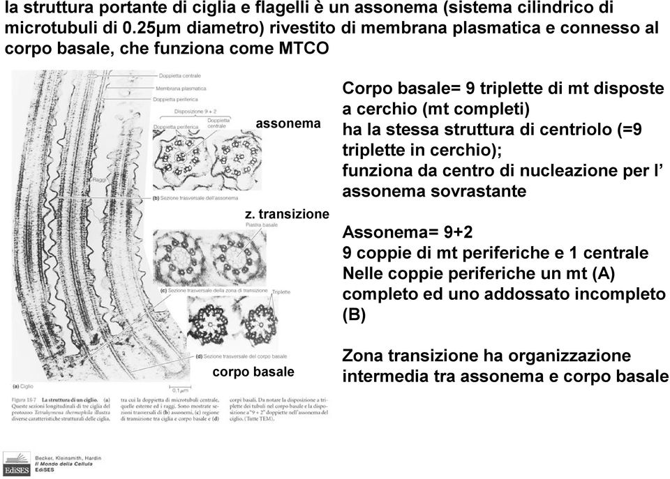 transizione corpo basale Corpo basale= 9 triplette di mt disposte a cerchio (mt completi) ha la stessa struttura di centriolo (=9 triplette in cerchio);