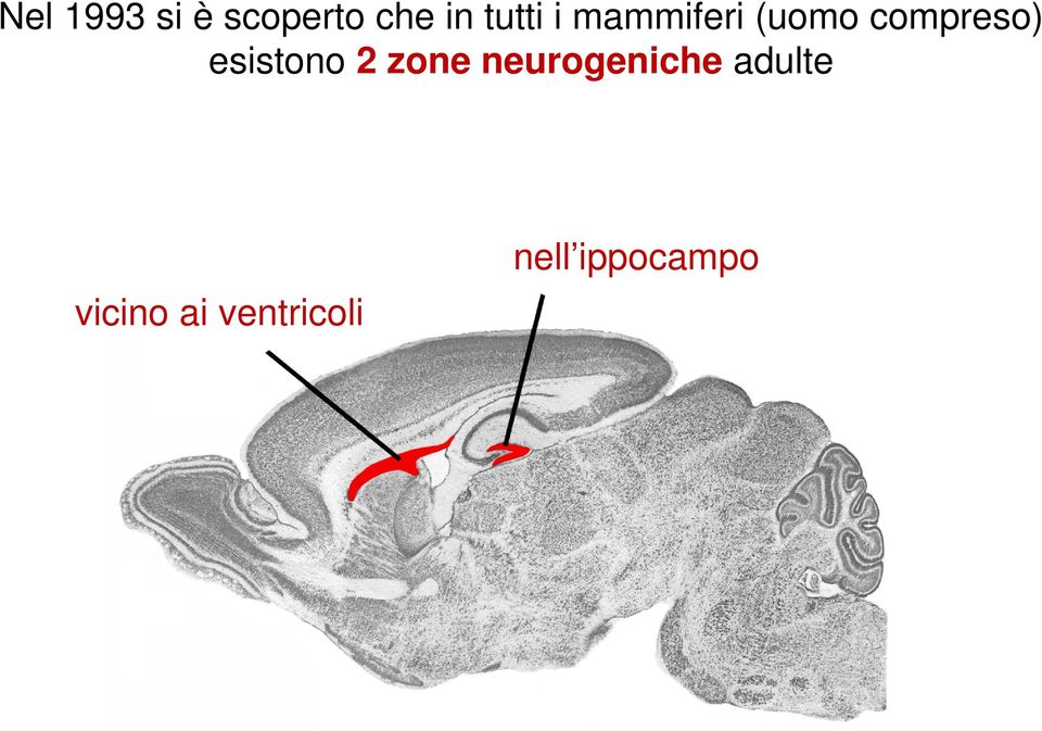 esistono 2 zone neurogeniche