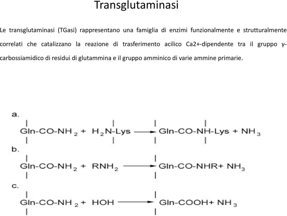 reazione di trasferimento acilico Ca2+-dipendente tra il gruppo γ-