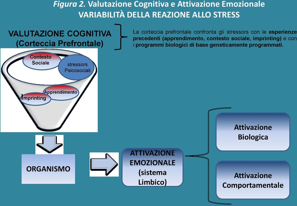 corteccia prefrontale confronta gli stressors con le esperienze precedenti (apprendimento, contesto sociale, imprinting) e con i programmi