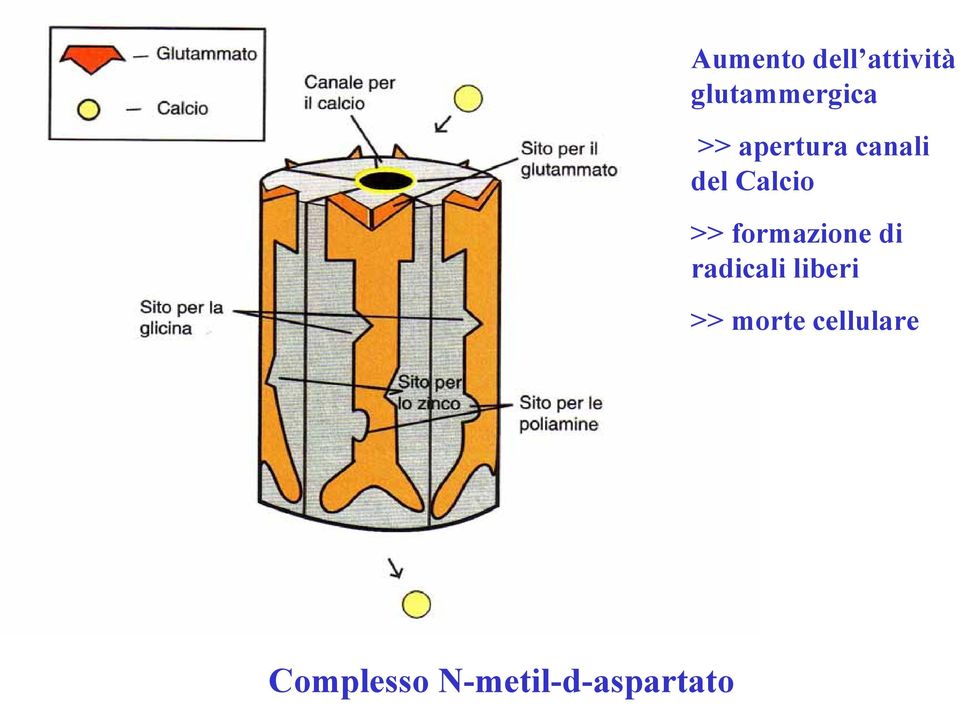 formazione di radicali liberi >>