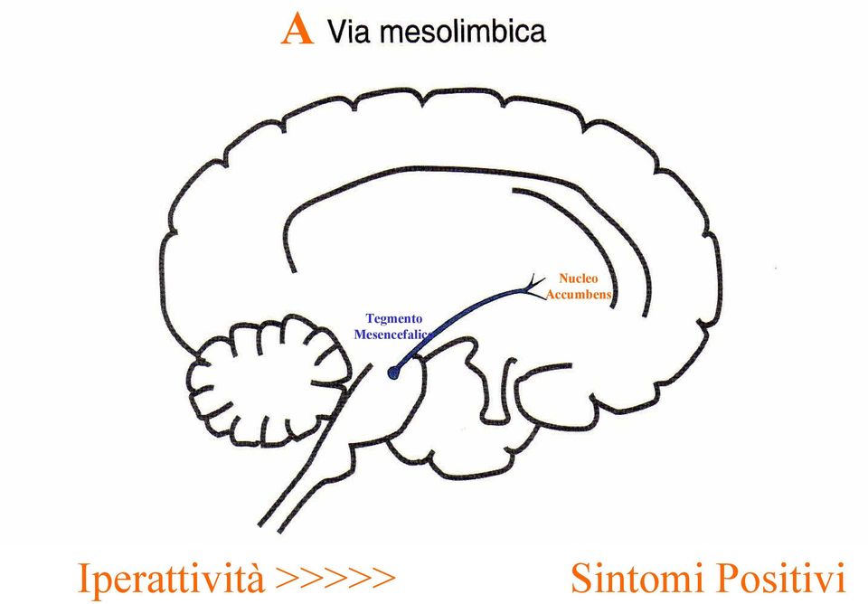 Nucleo Accumbens