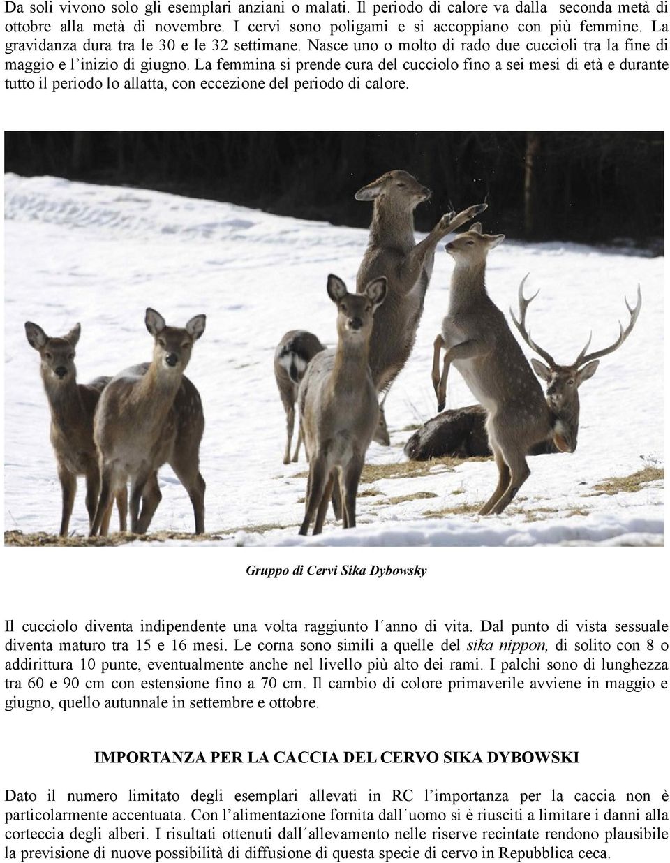 La femmina si prende cura del cucciolo fino a sei mesi di età e durante tutto il periodo lo allatta, con eccezione del periodo di calore.