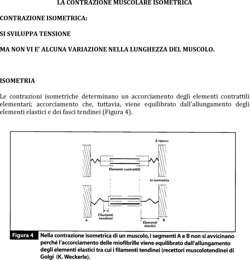 ISOMETRIA Le contrazioni isometriche determinano un accorciamento degli elementi