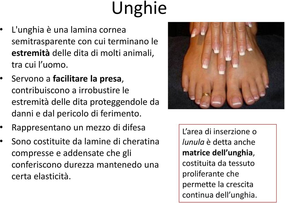 Rappresentano un mezzo di difesa Sono costituite da lamine di cheratina compresse e addensate che gli conferiscono durezza mantenedo una