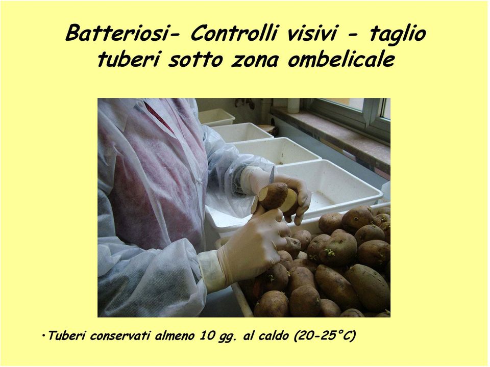 ombelicale Tuberi conservati