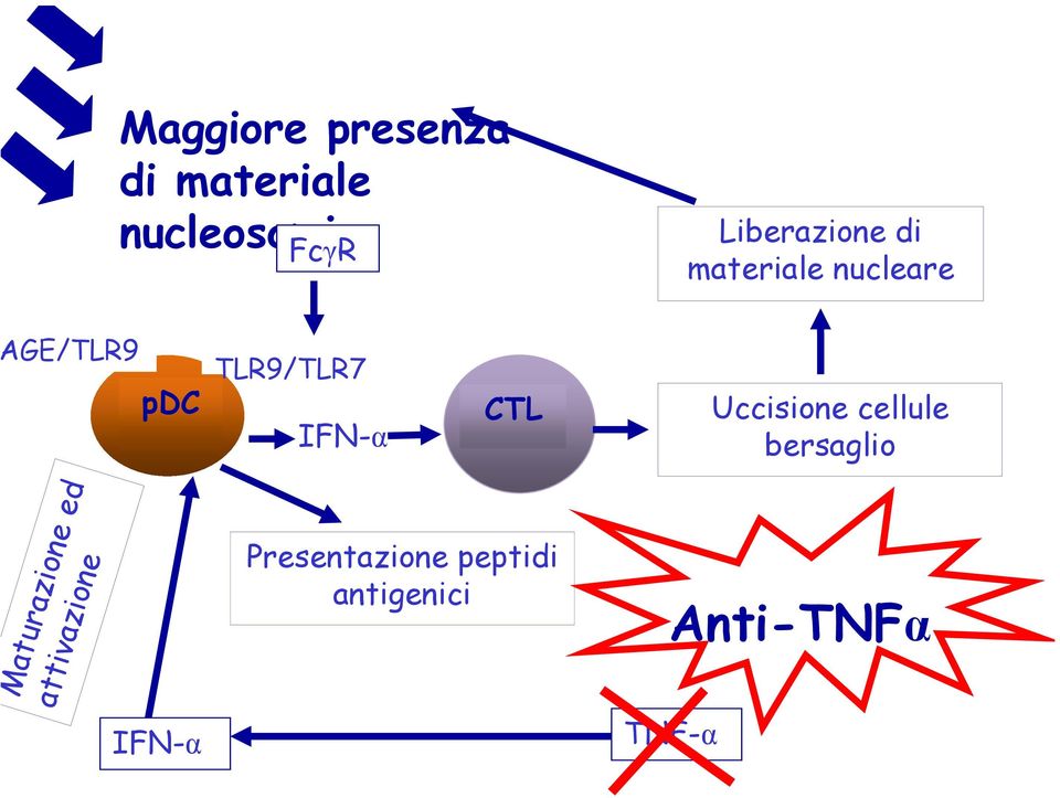 IFN-α CTL Uccisione cellule bersaglio Maturazione ed