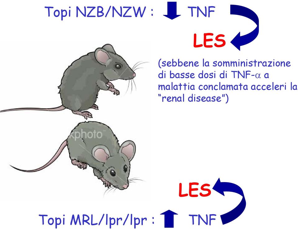 TNF-α a malattia conclamata acceleri