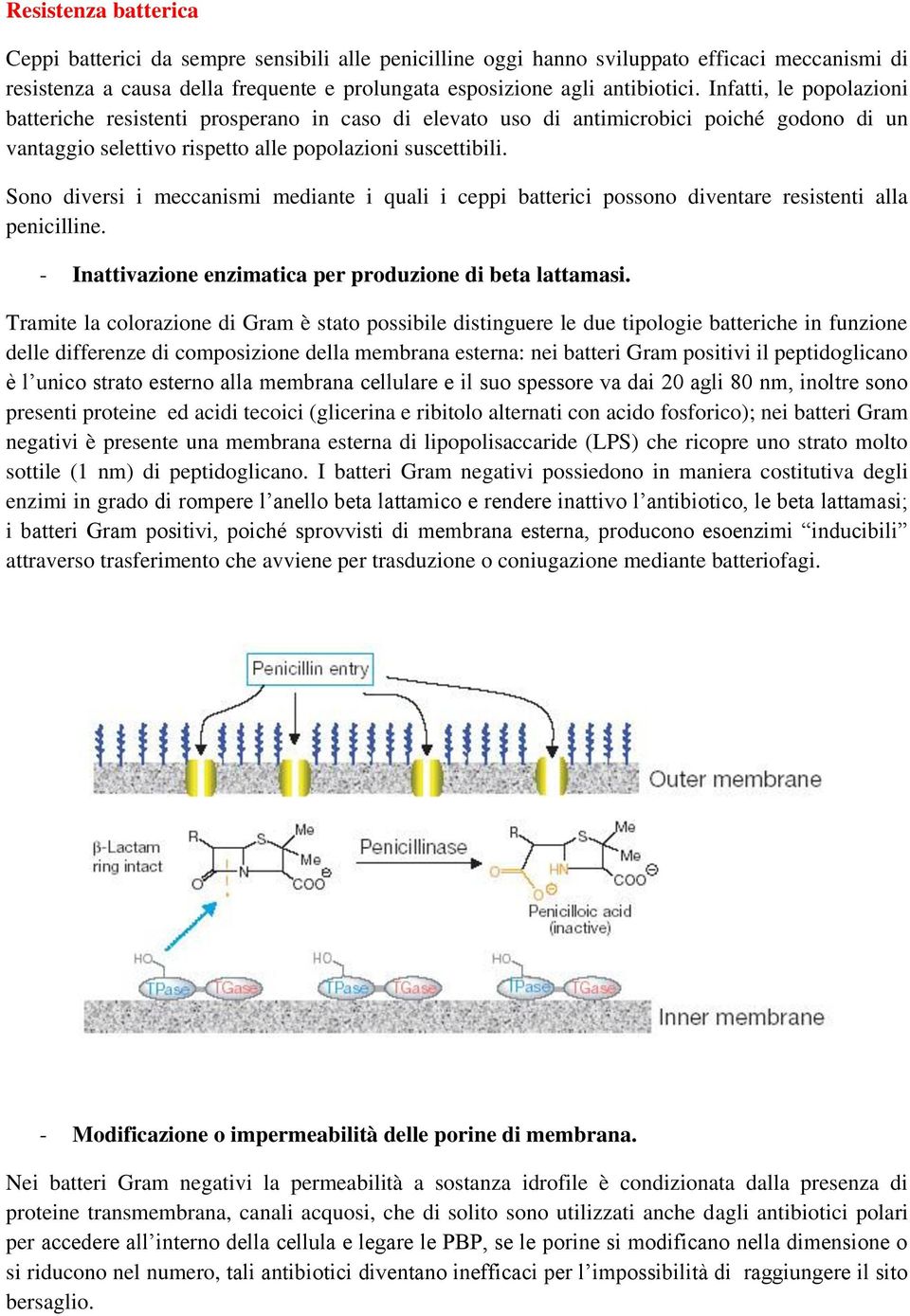 Sono diversi i meccanismi mediante i quali i ceppi batterici possono diventare resistenti alla penicilline. - Inattivazione enzimatica per produzione di beta lattamasi.