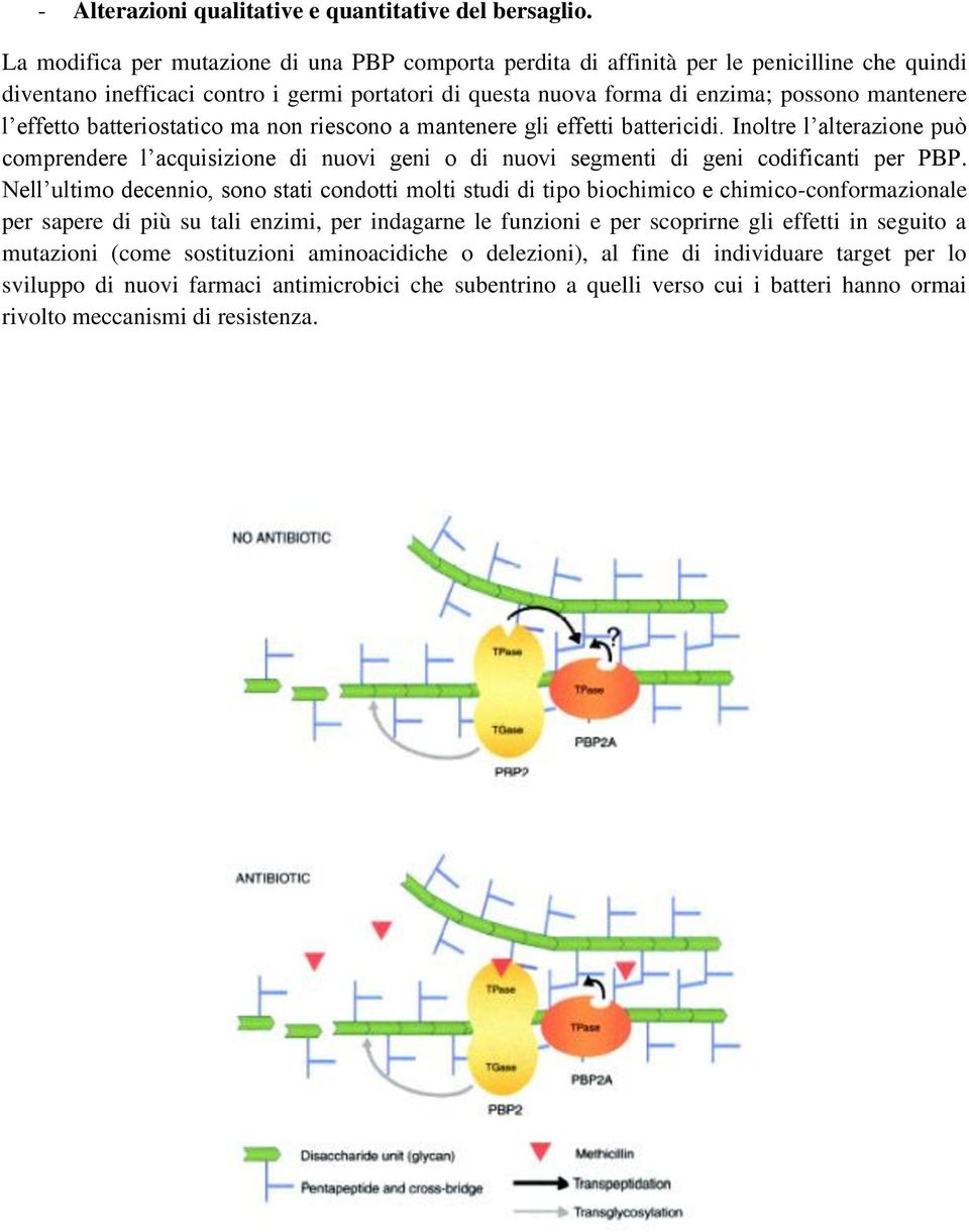 effetto batteriostatico ma non riescono a mantenere gli effetti battericidi. Inoltre l alterazione può comprendere l acquisizione di nuovi geni o di nuovi segmenti di geni codificanti per PBP.