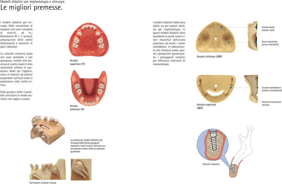 La naturale struttura ossea con osso compatto e con spongiosa, insieme alla presenza di cavità nasale e seno mascellare, offrono le condizioni ideali per l applicazione di impianti ed esercizi