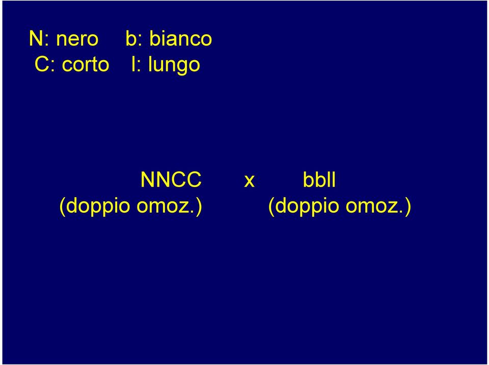 NNCC x bbll (doppio