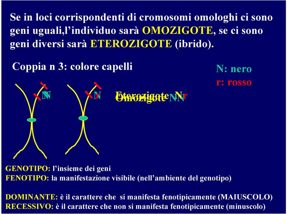 Coppia n 3: colore capelli N Nr Omozigote EterozigoteNN Nr N: nero r: rosso GENOTIPO: l insieme dei geni FENOTIPO: