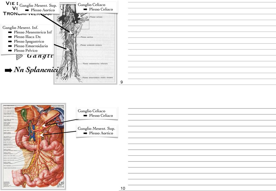 Plesso Mesenterico Inf Plesso Iliaca Dx Plesso Plessi Ipogastrico Plesso