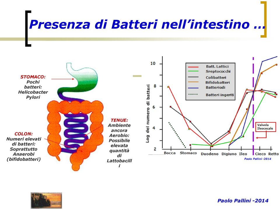 batteri: Soprattutto Anaerobi (bifidobatteri) TENUE: