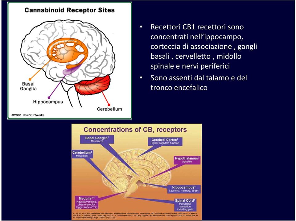 basali, cervelletto, midollo spinale e nervi