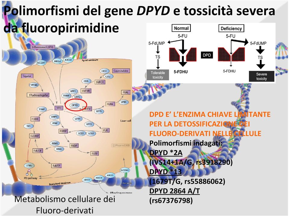 DETOSSIFICAZIONE DEI FLUORO-DERIVATI NELLE CELLULE Polimorfismi indagati: