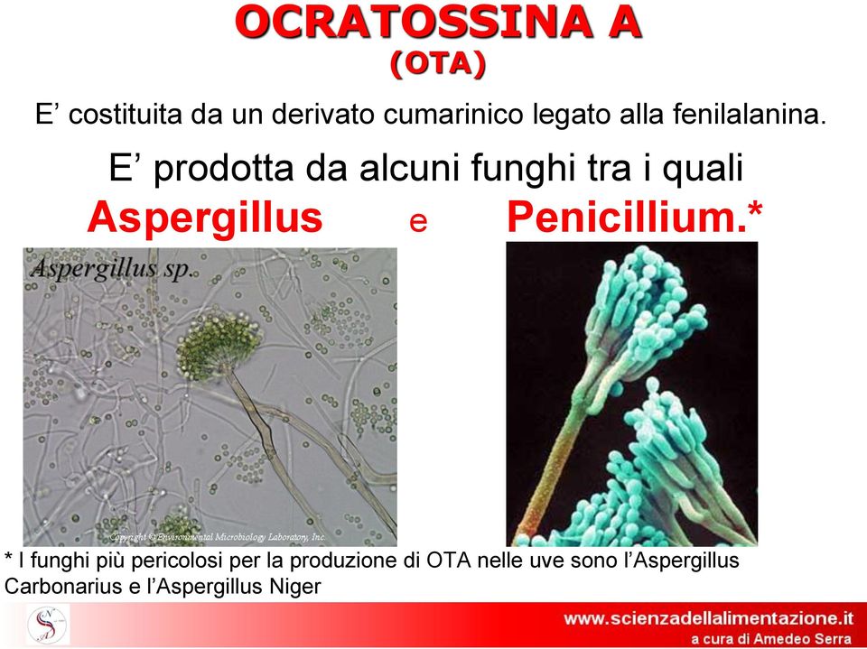 E prodotta da alcuni funghi tra i quali Aspergillus e