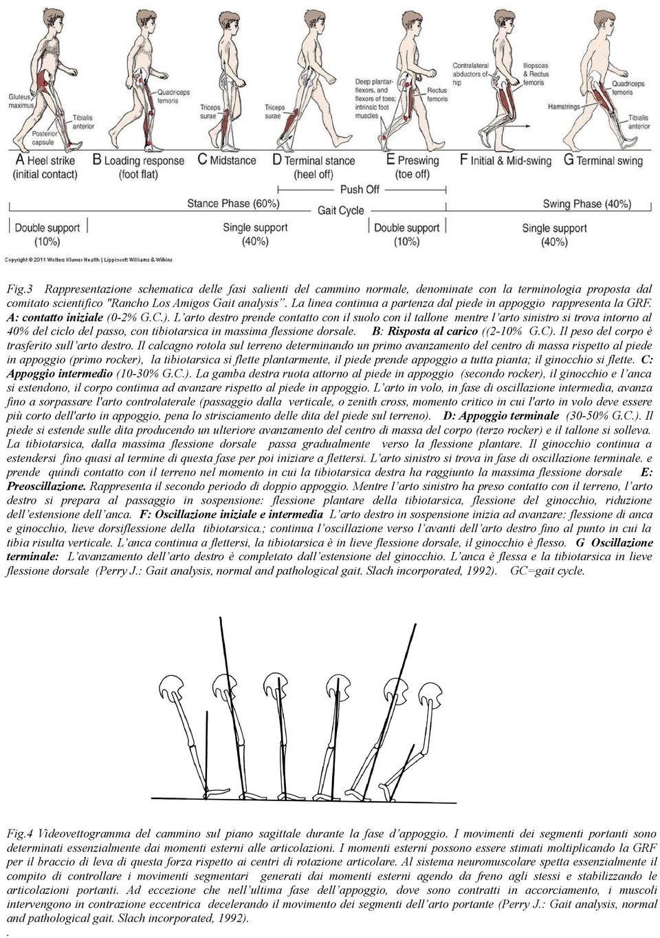 L arto destro prende contatto con il suolo con il tallone mentre l arto sinistro si trova intorno al 40% del ciclo del passo, con tibiotarsica in massima flessione dorsale.