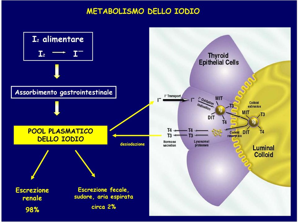 DELLO IODIO desiodazione Escrezione renale 98%