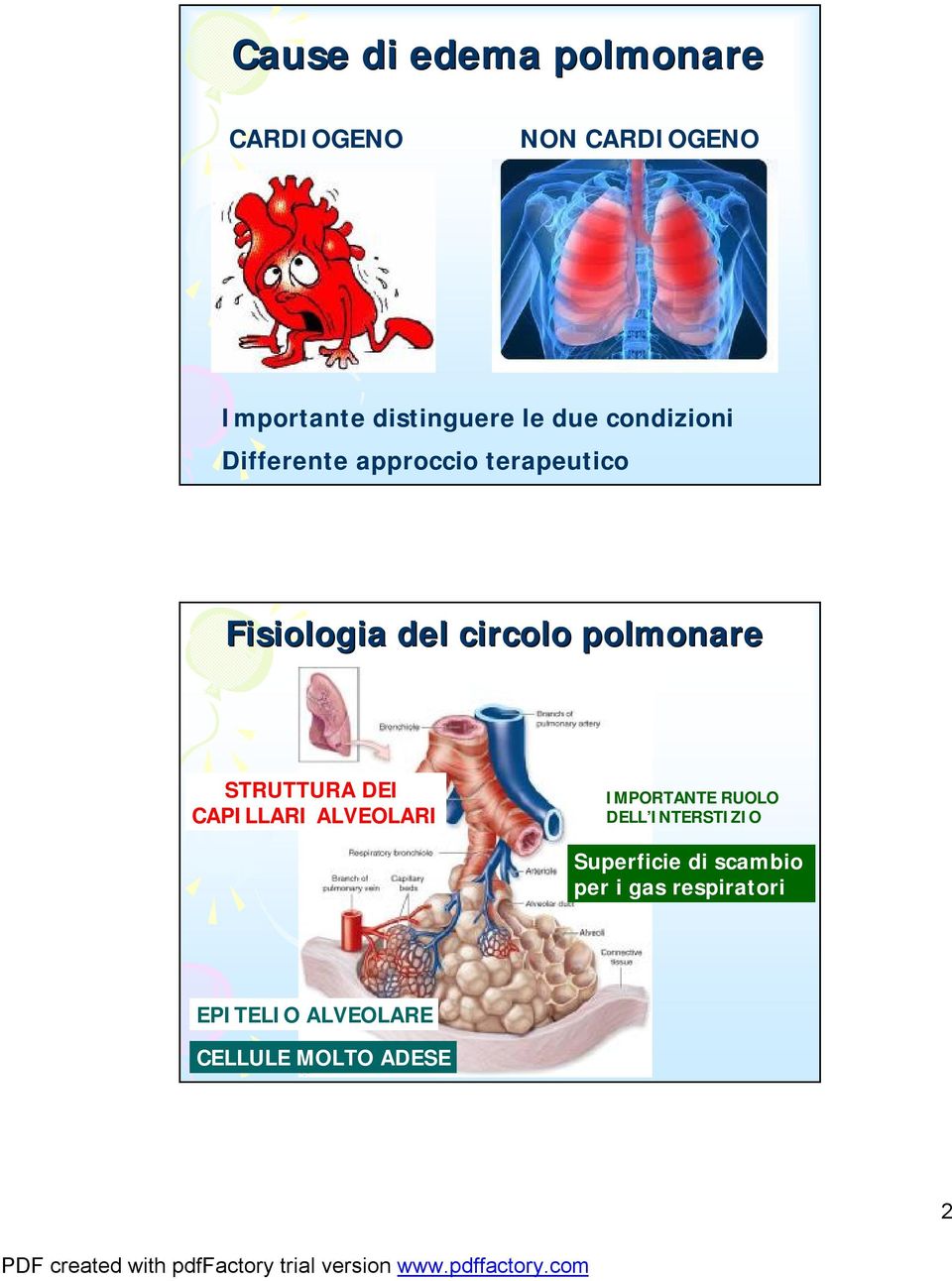polmonare STRUTTURA DEI CAPILLARI ALVEOLARI IMPORTANTE RUOLO DELL INTERSTIZIO