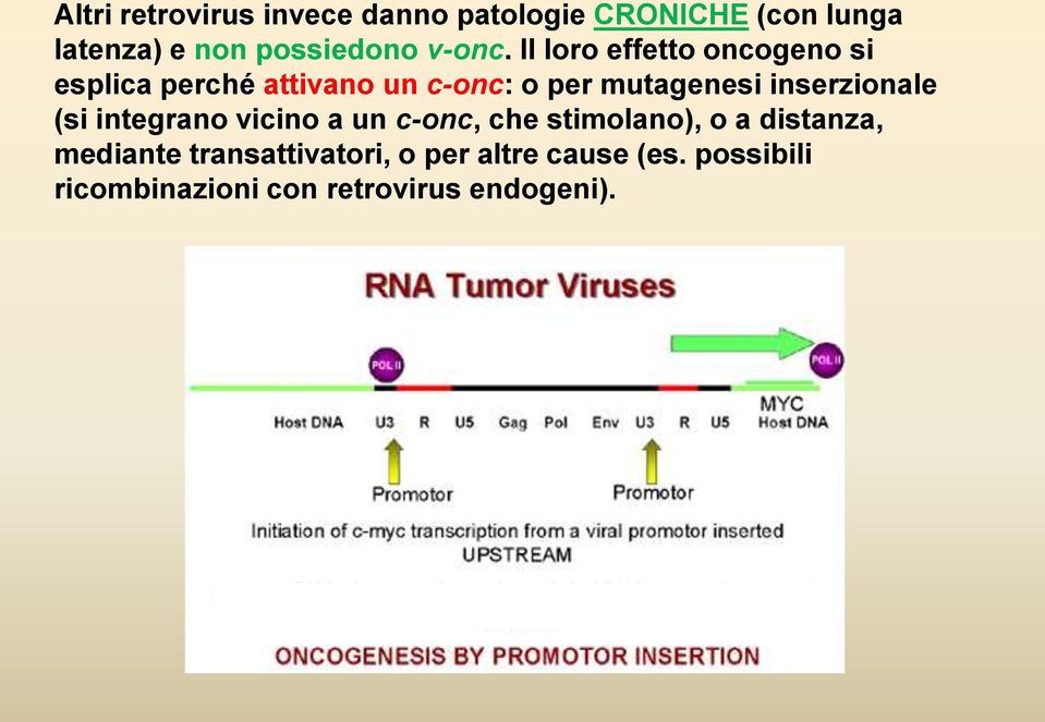 Il loro effetto oncogeno si esplica perché attivano un c-onc: o per mutagenesi